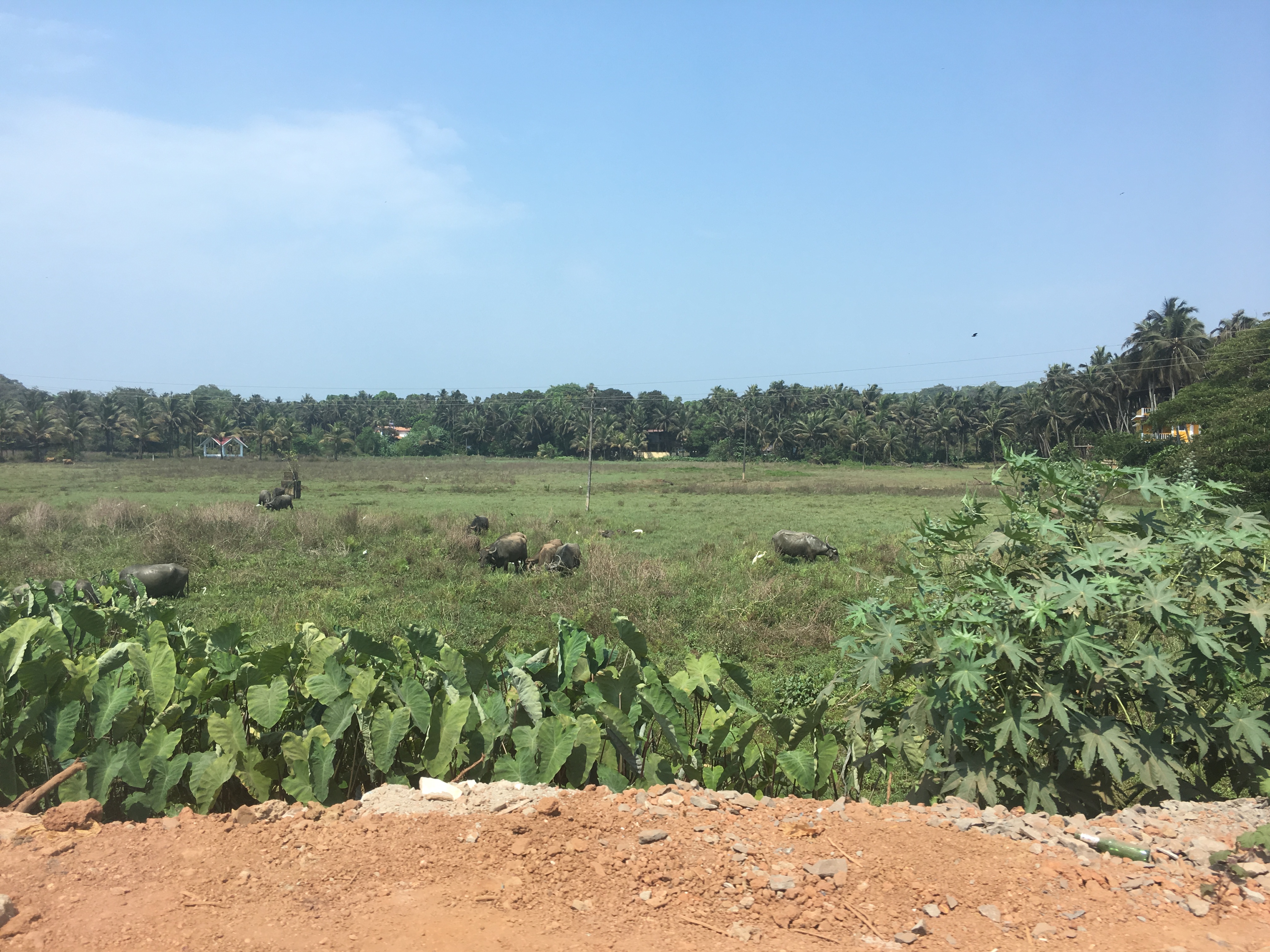 51A5E4F4-64F4-490F-B721-68E3561E913E