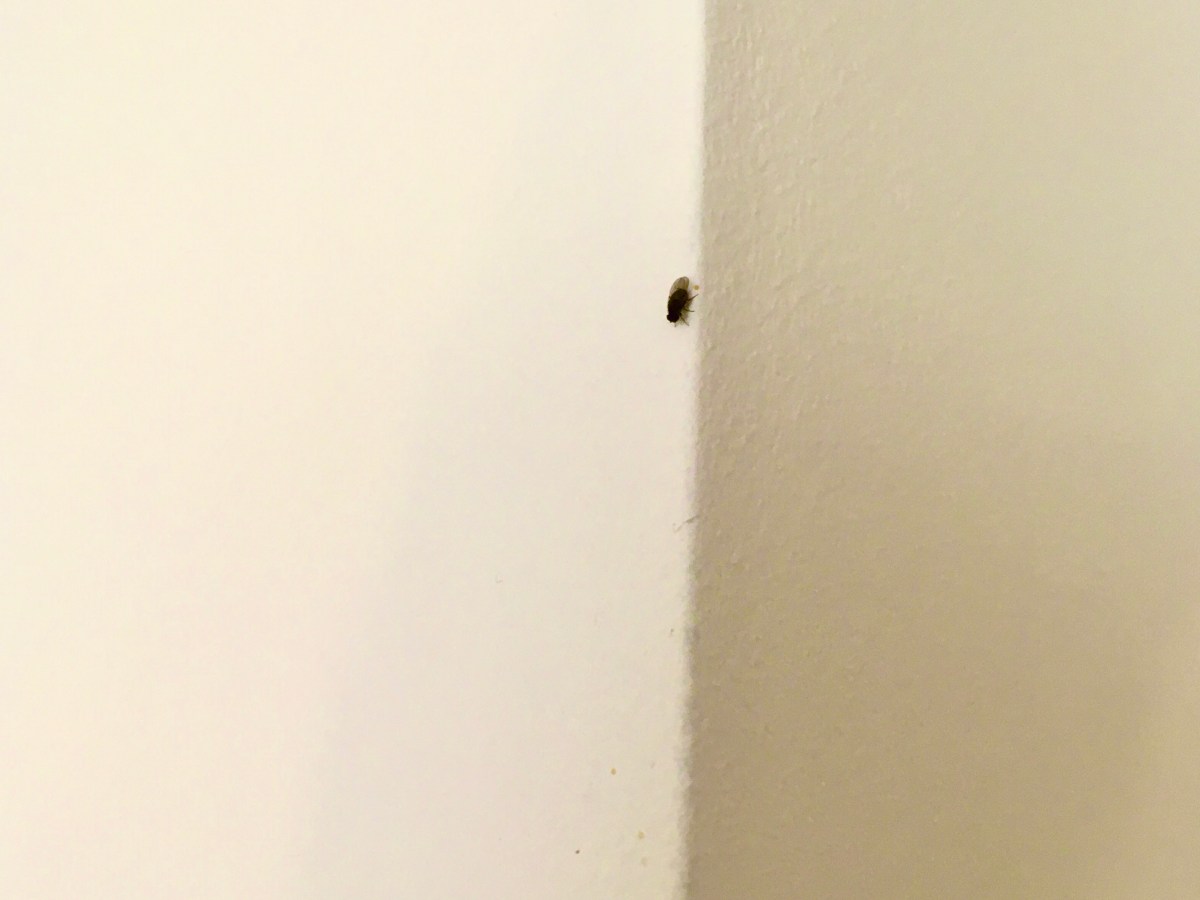 62) Herr Kollege&nbsp;Fliege