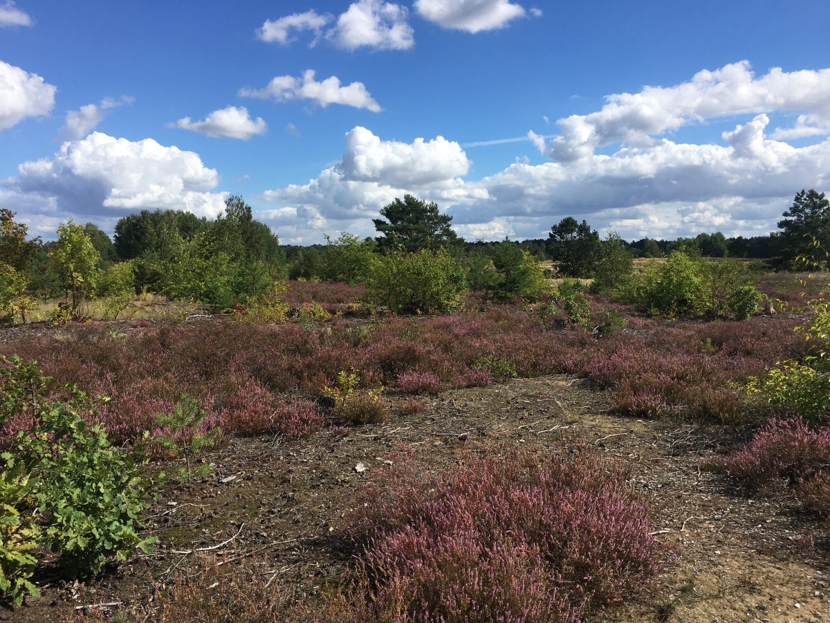 39) Postkarte aus der Schönower&nbsp;Heide