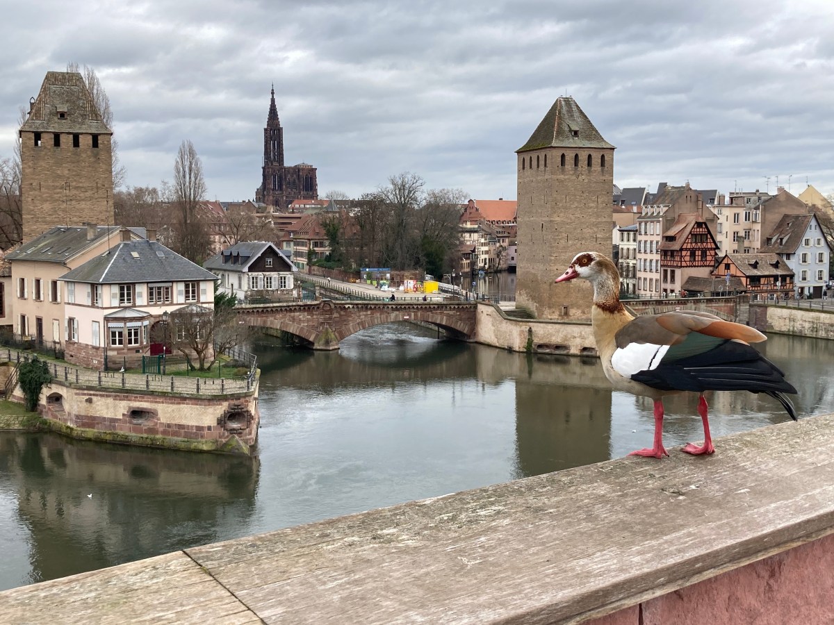 81) Postkarte aus&nbsp;Strasbourg