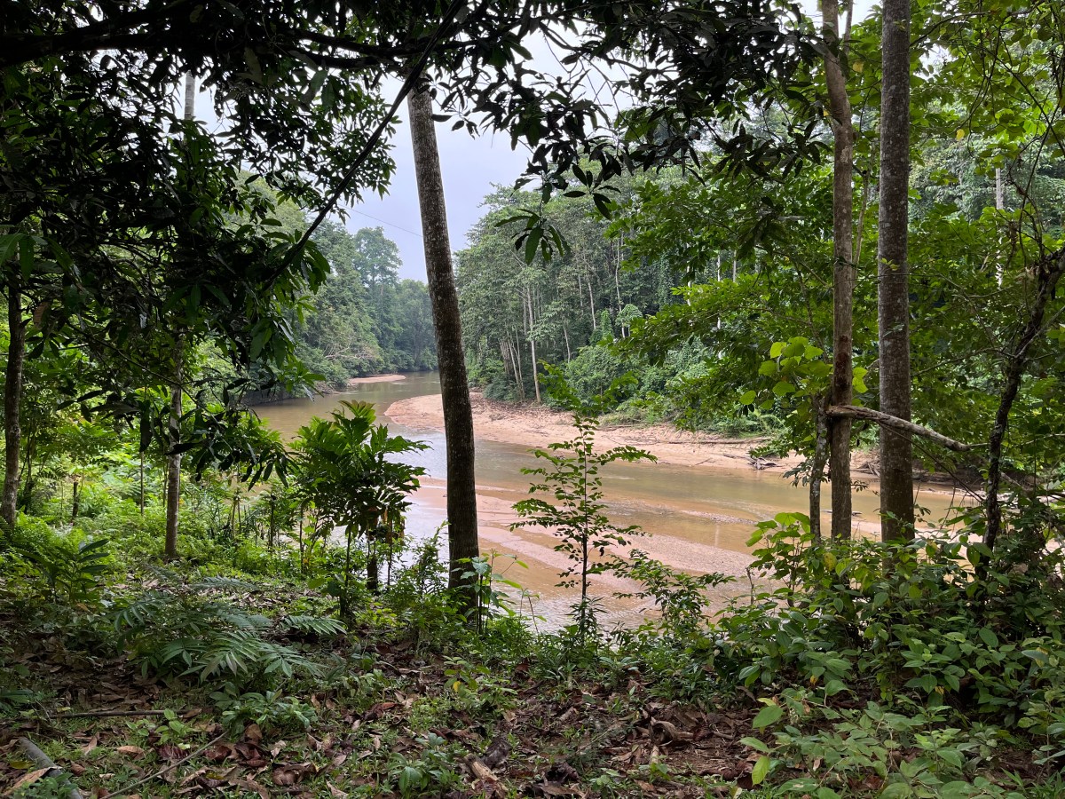 131) Postkarte aus dem Taman Negara National&nbsp;Park