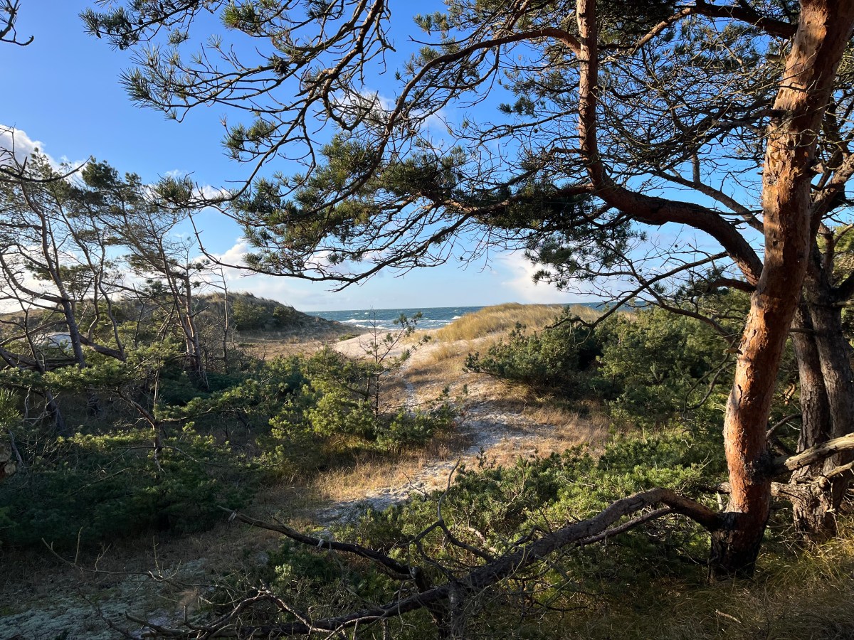 137) Postkarte vom Darß –&nbsp;3